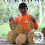 Program TJSL, PLN Peduli Kembangkan Kawasan Sentra Durian di Banyuwangi