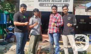 Subdit IV Tipidter Polda Jatim saat menyerahkan Logos Orang Utan dari Kalimantan ke BBKSDA