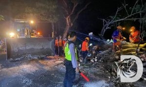Polsek Prajekan bantu evakuasi pohon tumbang