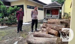 Polsek Klabang amankan kayu jati hasil ilegal logging