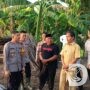 Program Ketahanan Pangan, Polres Gresik Tanam Ribuan Bibit Cabai