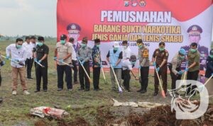 Pemusnahan tanaman Ganja