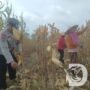 Bhabinkamtibmas dan Babinsa Panen Jagung, Dukung Ketahanan Pangan