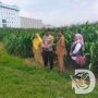 Polres Pasuruan Kota dan Gapoktan Ubah Lahan Kering Jadi Ladang Jagung