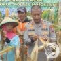 Polres Mojokerto Panen Raya Tanaman Jagung untuk Ketahanan Pangan Nasional