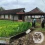 Program Ketahanan Pangan, Bhabinkamtibmas Polsek Bubulan Sambangi Lahan Tanaman Bergizi