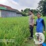 Program Ketahanan Pangan, Bhabinkamtibmas Kedungombo Tinjau Tanaman Padi Warga