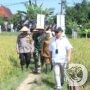 Kapolda Jatim bersama Forkopimda Panen Raya Padi di Ngawi, Dukung Ketahanan Pangan