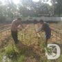 Dukung Ketahanan Pangan, Kapolsek Taman Krocok Tanam Cabe