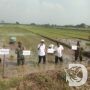 Dukung Ketahanan Pangan Nasional, Tiga Pilar Sidoarjo Tanam Padi Serentak