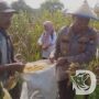 Panen Raya Jagung Melimpah, Polsek Cerme bersama UPT Pertanian dan Pemdes Sukoanyar