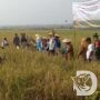 Asta Cita Presiden, Tiga Pilar Panen Raya Padi Organik di Sambiroto