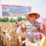 Kapolres Jember Ikut Panen Raya dan Tanam Jagung di Lojejer
