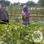 Dukung Ketahanan Pangan, Polsek Cerme Pantau Tanaman Sawi dan Terong di Pekarangan