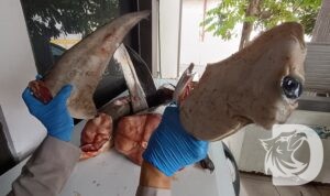 Barang bukti hiu yang diamankan Karantina Jatim