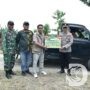 Polres Gresik Panen Jagung Serentak bersama Mabes Polri, Dukung Swasembada Pangan