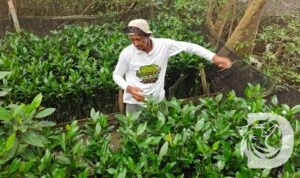 Petani Mangrove menanam bibit jenis Rhizophora mucronata