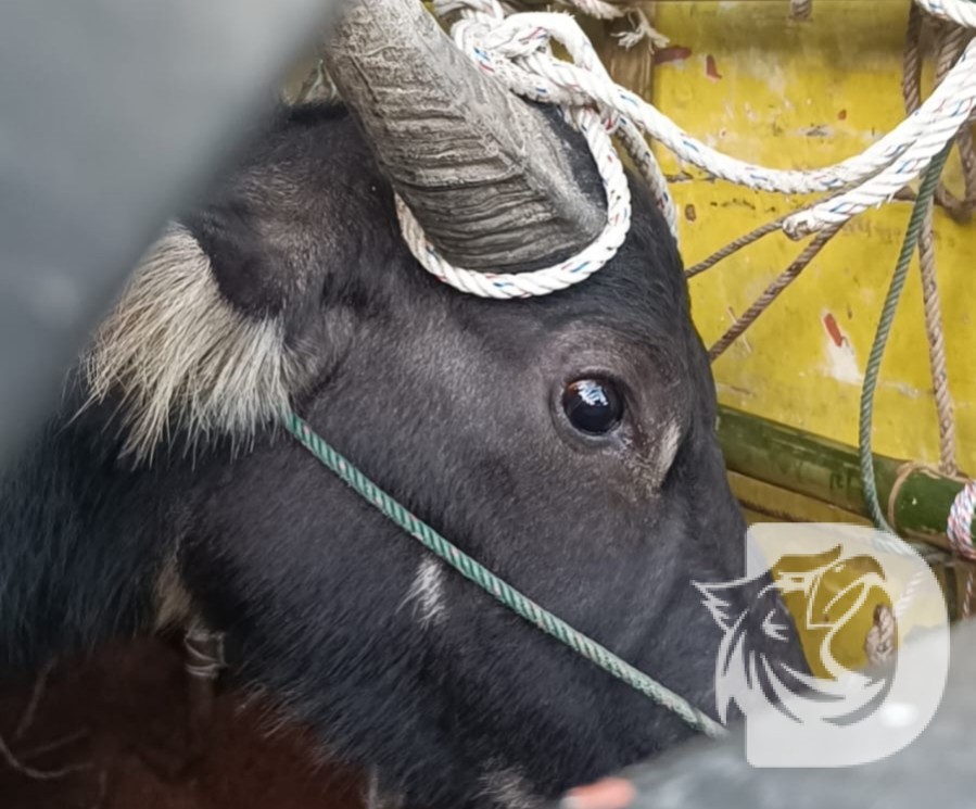 DetikNews content image