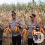 Kapolda Jatim bersama Gubernur Panen Jagung di Green Farm Banyuwangi