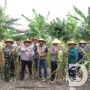 Ketahanan Pangan Nasional, Polres Tanjung Perak Panen Jagung di Tambak Wedi