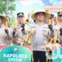 Polres Gresik Dukung Ketahanan Pangan Nasional, Panen Raya Jagung di Panceng