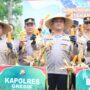 Polres Gresik Dukung Ketahanan Pangan Nasional, Panen Raya Jagung di Panceng