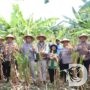 Dukung Ketahanan Pangan, Polres Pelabuhan Tanjung Perak Panen Raya Jagung