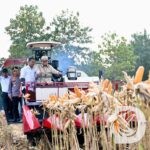 Presiden RI Prabowo Subianto saat Panen Raya Jagung di Tuban