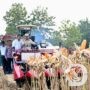 Presiden RI Panen Raya Jagung di Tuban, Perkuat Ketahanan Pangan Nasional