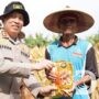 Polres Bojonegoro Panen Raya Jagung via Jaringan Virtual, Perkuat Ketahanan Pangan