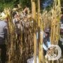Polresta Malang Kota Perkuat Ketahanan Pangan bersama Petani saat Panen Jagung