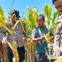 Dukung Ketahanan Pangan Nasional, Polresta Sidoarjo bersama Warga Kelola Jagung Hibrida