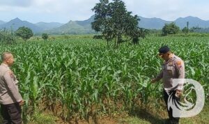 Kabag SDM Polres Tulungagung cek tanaman jagung milik Poktan