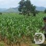 Kabag SDM Polres Tulungagung Tinjau Tanaman Jagung Poktan di Desa Bendungan