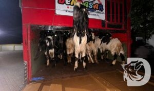 Kambing Etawa tanpa dokumen akan di kirim ke Bali