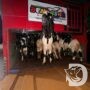 Barantin Gagalkan Pengiriman 50 Kambing Tanpa Dokumen ke Bali