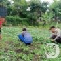 Polres Pelabuhan Tanjung Perak Panen Tanaman Holtikultura, Dukung Ketahanan Pangan