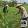 Pak Bhabin Dukung Ketahanan Pangan, Bantu Petani Jagung di Kota Malang