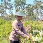 Personel Polres Gresik dampingi petani di Panceng