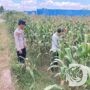 Bhabinkamtibmas Desa Boro Lakukan Monitoring Penanaman Jagung