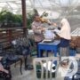Polsek Krembangan dan KWT Dorang Cinta, Dukung Ketahanan Pangan Panen Lele