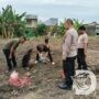 Polres Pelabuhan Tanjung Perak bersama PPL Lakukan Pengecekan pH Tanah Lahan Jagung
