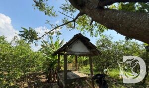 TKP pijat tradisional