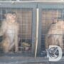 Karantina Jatim Perketat Lalu Lintas Monyet, Waspadai Risiko Hepatitis B hingga Monkeypox